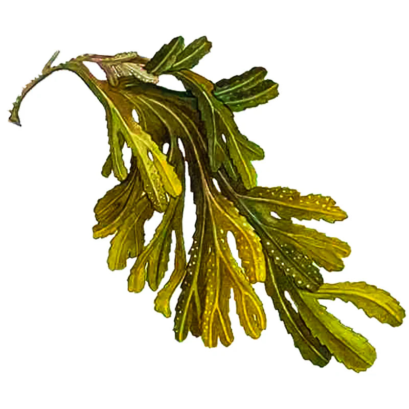 Fucus Vesiculosus