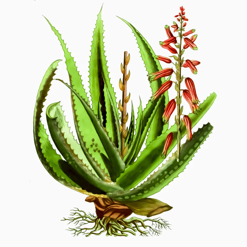 Aloe Vera