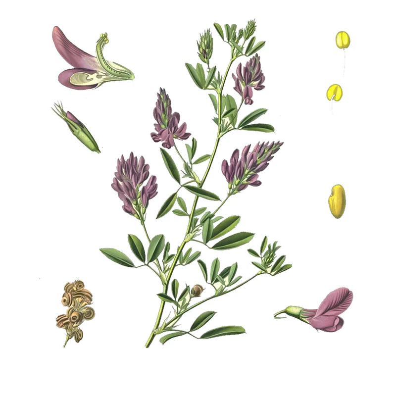 Jugo de Hierba de Alfalfa
