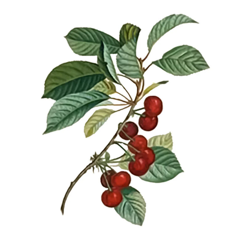Cereza Acerola