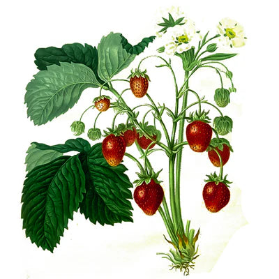 Fresa