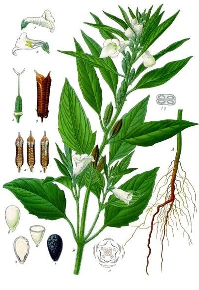 Aceite de Sésamo