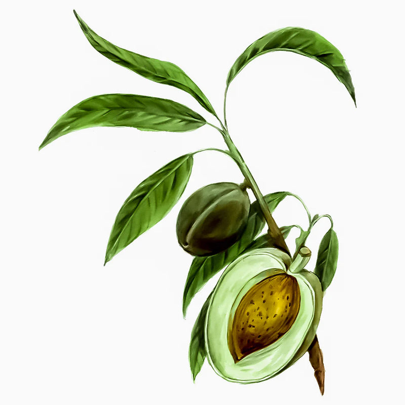 Aceite de Almendras