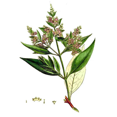 Sándalo (Vanuatua, Australia)