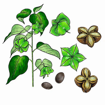 Aceite de Sacha Inchi