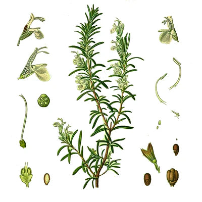 Hoja de Romero
