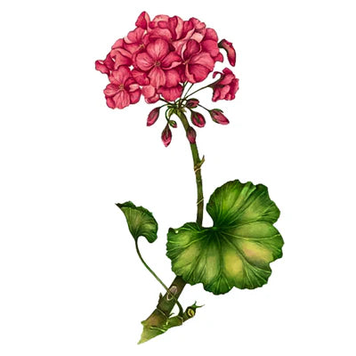 Geranio Rosa