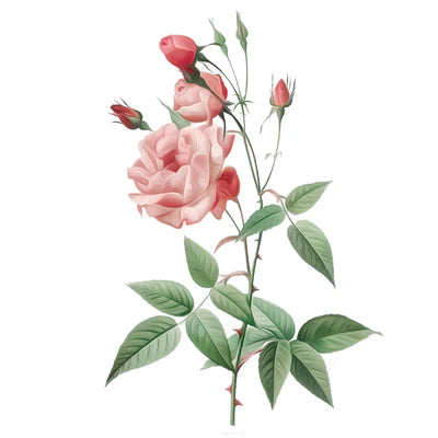 Absoluto de Rosa