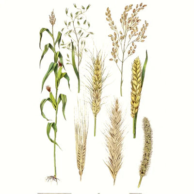 Solubles del Salvado de Arroz