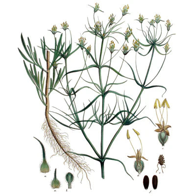 Polvo de Cáscara de Psyllium