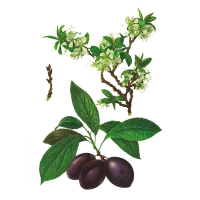 Ciruela / Ciruela Pasa