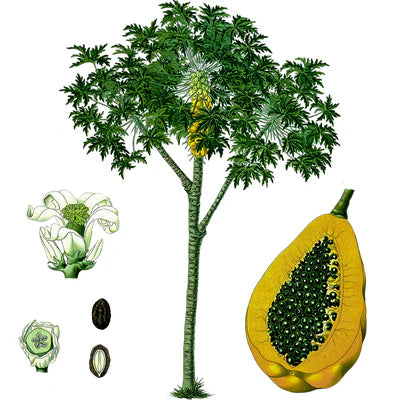 Papaína o Papaya