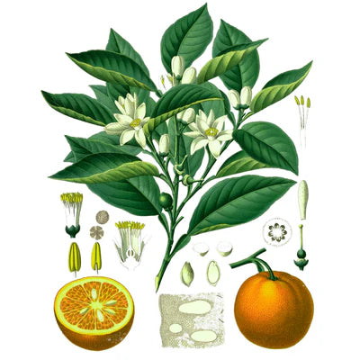 Absoluto de Flor de Naranjo