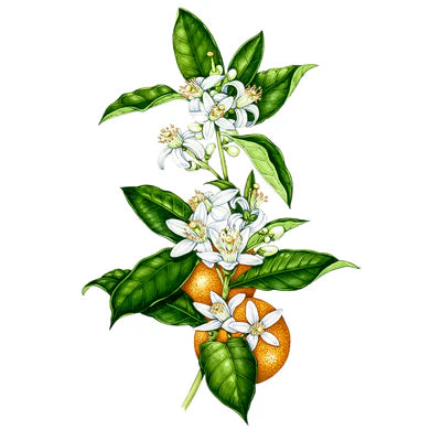 Flores de Naranajo
