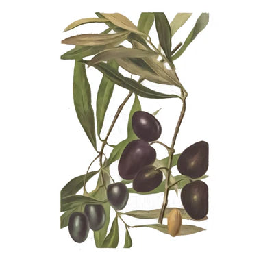 Aceite de Oliva