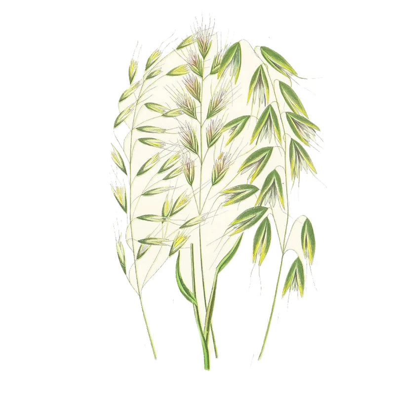 Fibra de Salvado de Avena