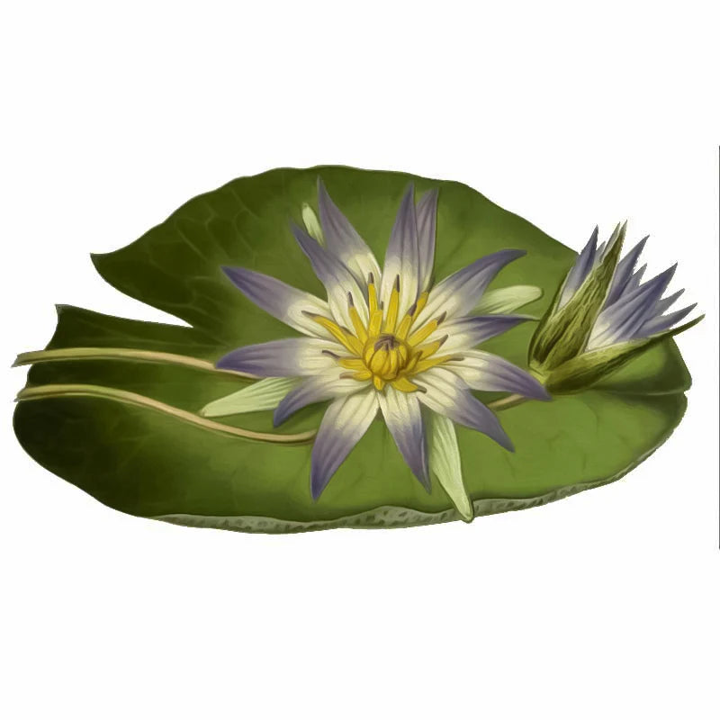 Loto Nymphaea / Loto Azul
