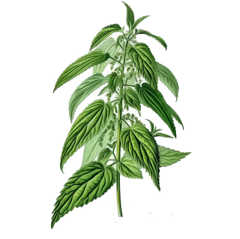 Hoja de Ortiga