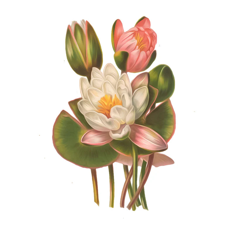 Loto / Nenúfar