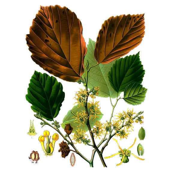 Hamamelis
