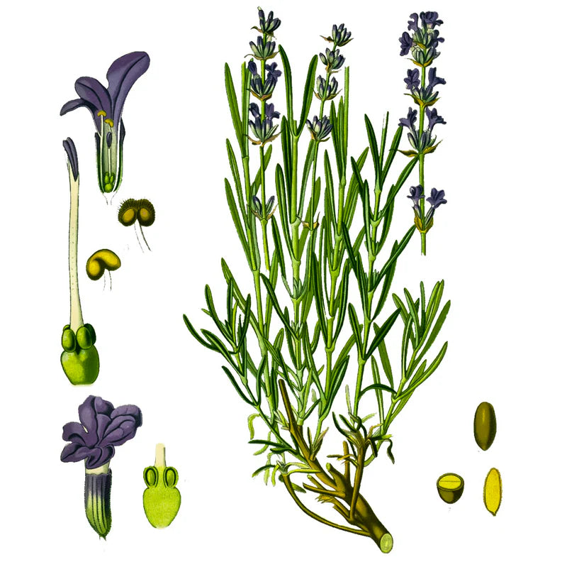 Lavanda (Ecológica Francesa)