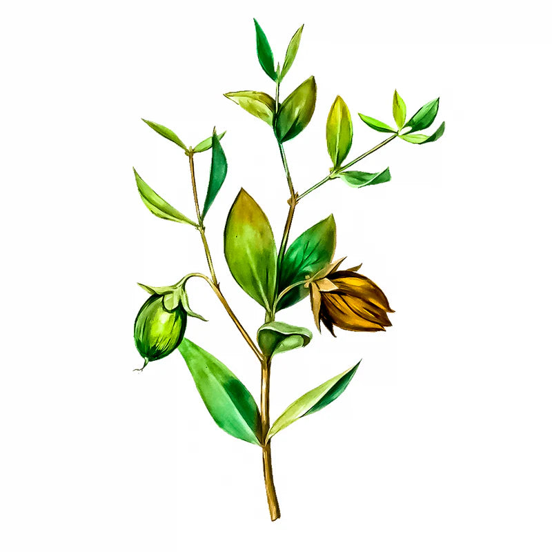 Aceite de Jojoba