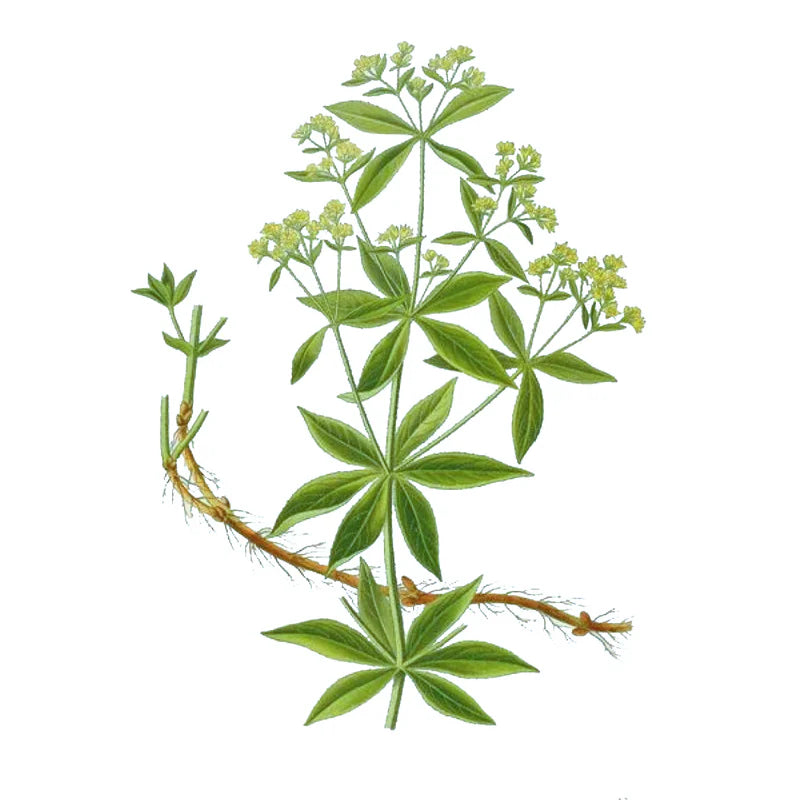 Rubia India Manjishta