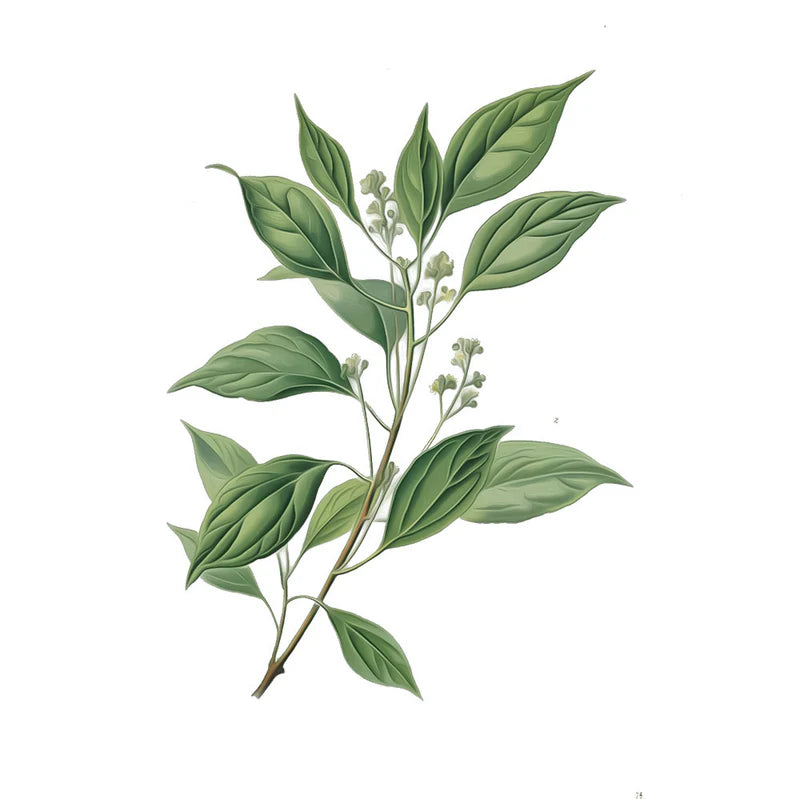 Aceite de Hoja de Ho