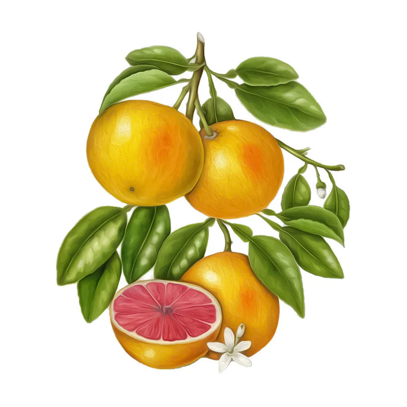 Extracto de Semilla de Pomelo / Pomelo