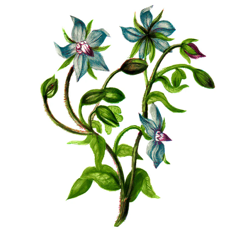 Aceite de Semilla de Borraja