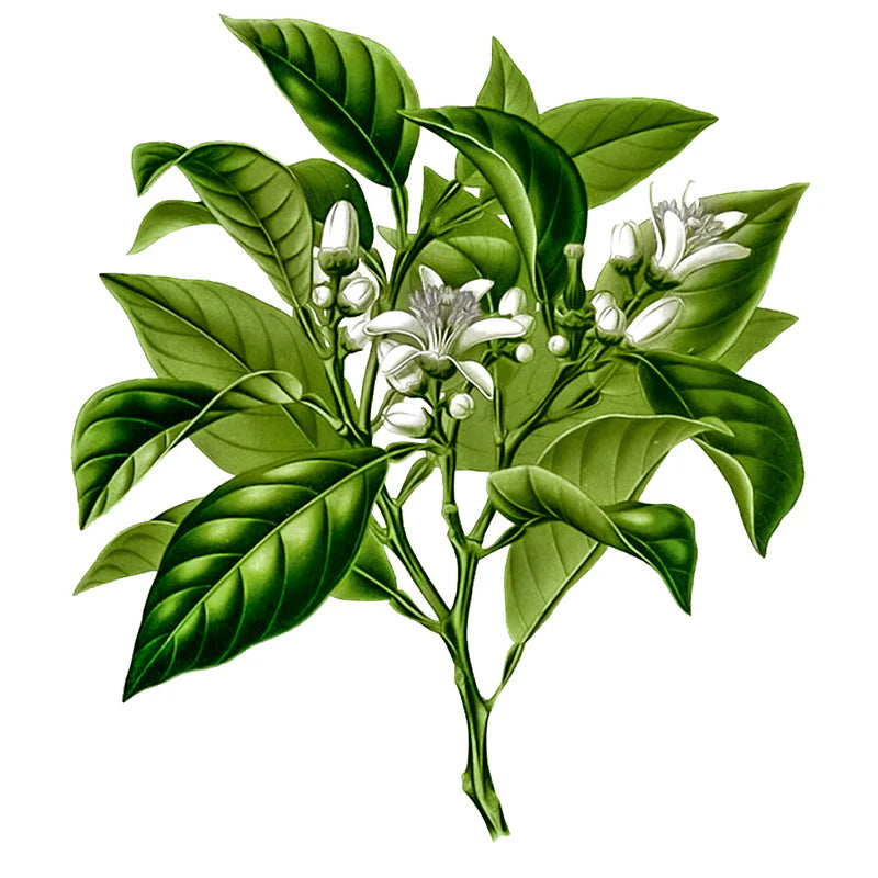 Bergamota