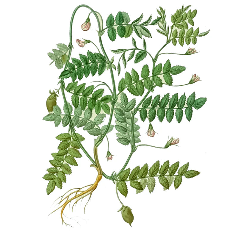 Brotes de Garbanzo