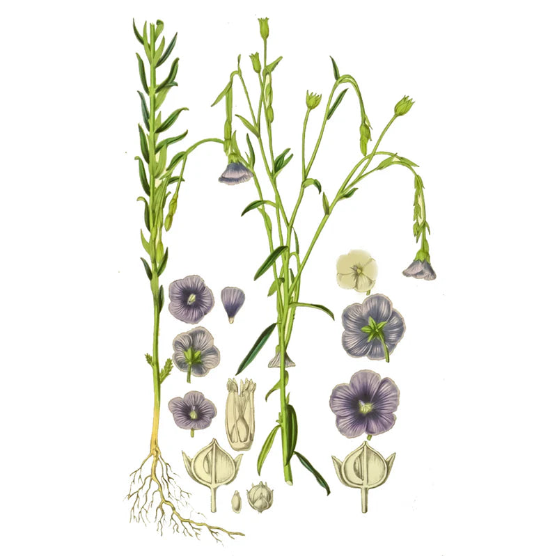 Brotes de Semillas de Lino