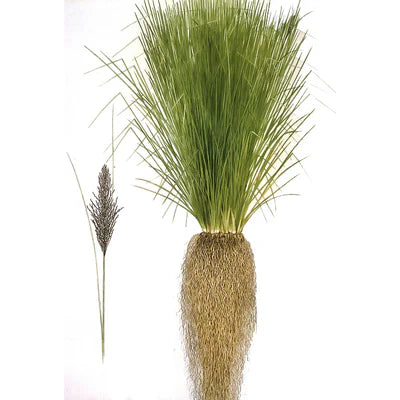 Vetiver