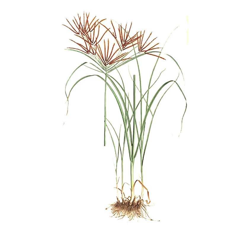 Cyperus Rotundus / Hierba de Nuez