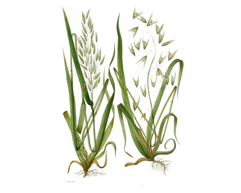 Avena Coloidal