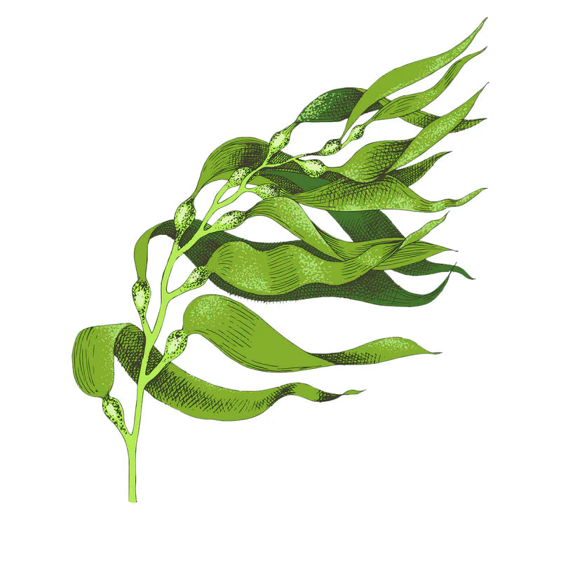 Chlorella