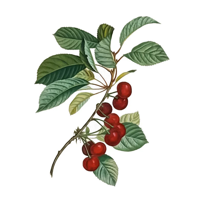 Cereza