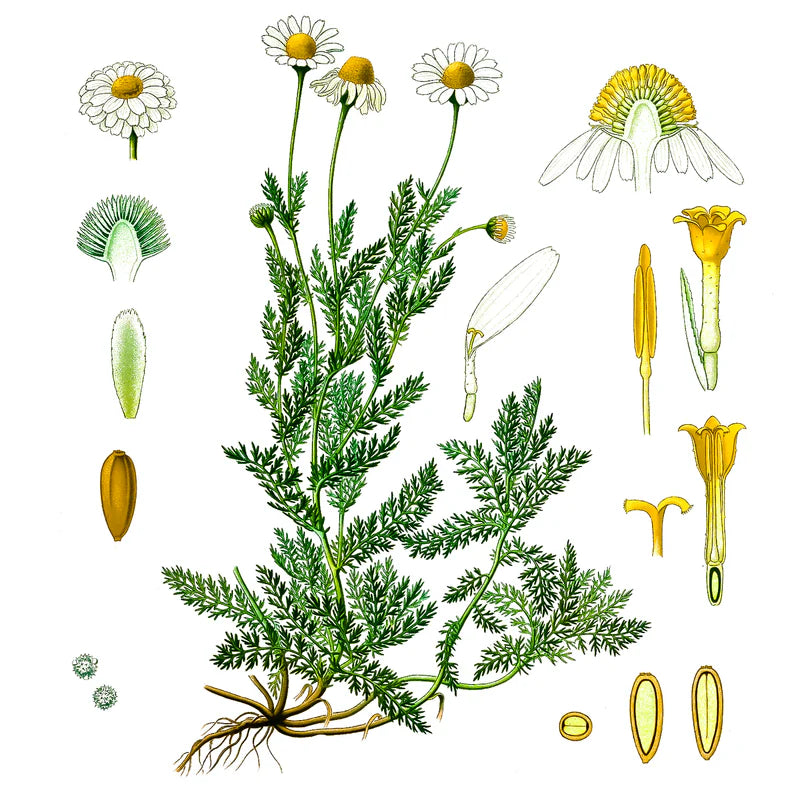 Flor de Manzanilla (Romana)