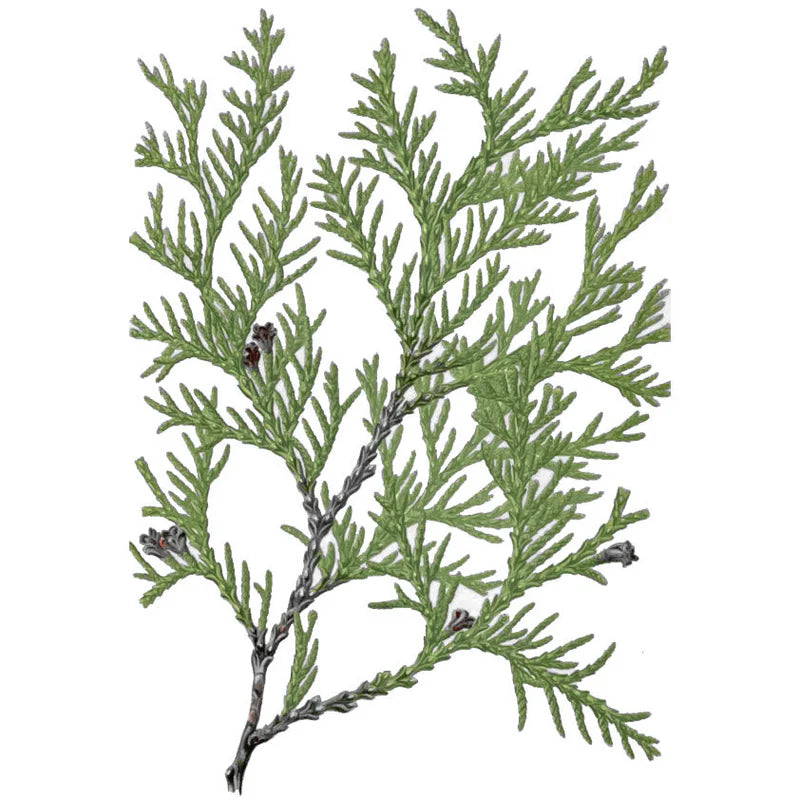 Cedro