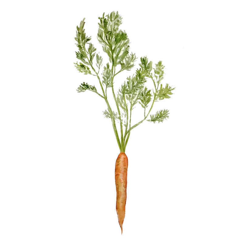 Zanahoria