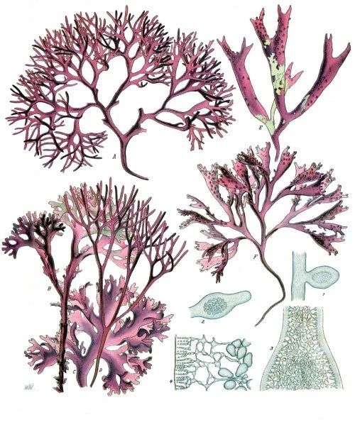 Carragenina (Gelcarin GP379NF)