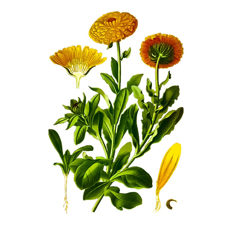 Flores de Caléndula