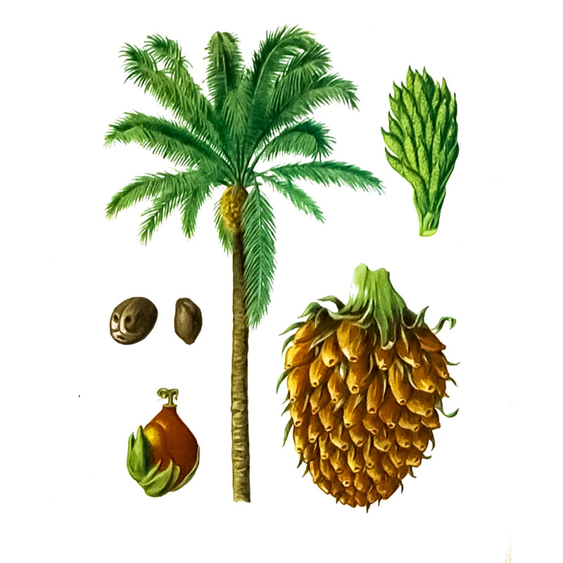 Aceite de Buriti