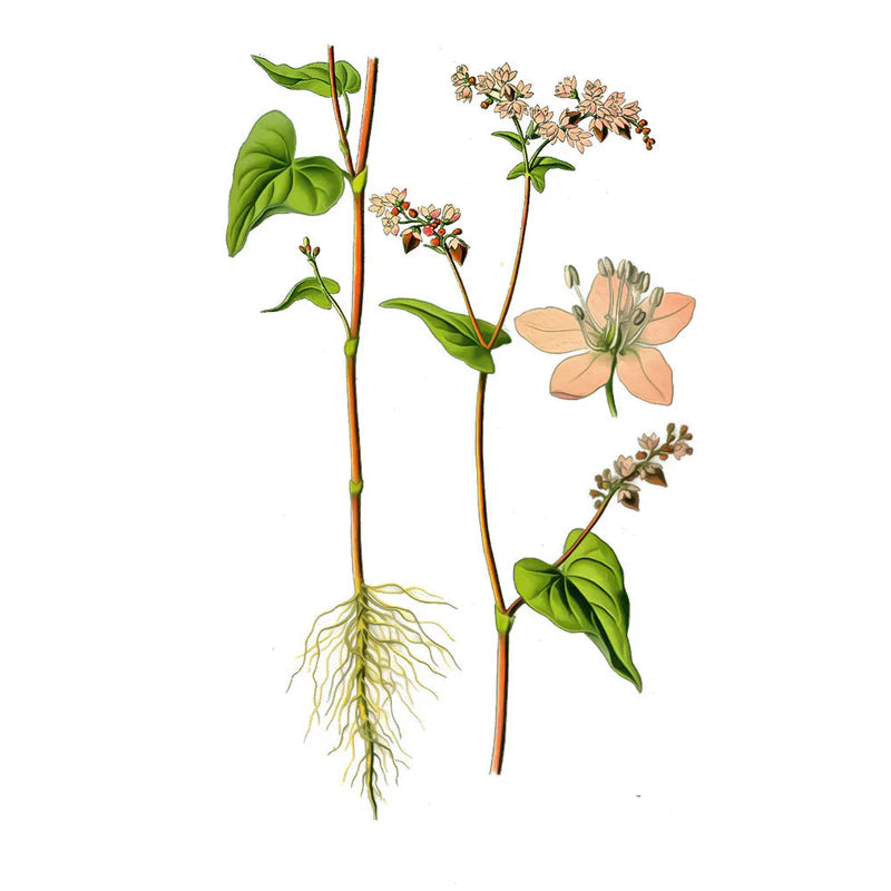 Brotes de Trigo Sarraceno